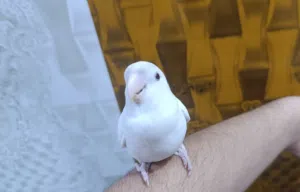 غندوره روز اليفه شوف وصف
