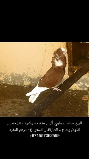 Pigeons4