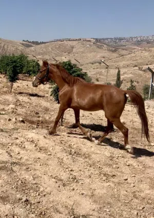 فرس مع ابنها مهر