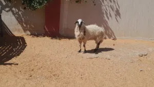 فطيمه وطنيه الله يبارك عمرها ف7شهور سلاله ربي يبارك جنسها تومي..