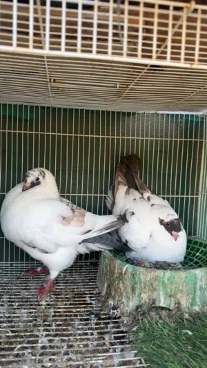 حمام مدينه