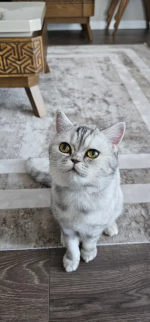 Tetiana Ulu 