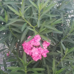منوعات 