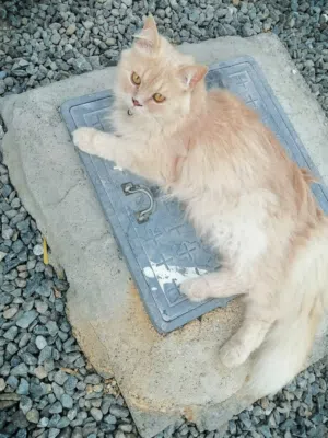 سنور للبيع