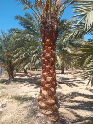 نخيل مثمر ونخيل زينة