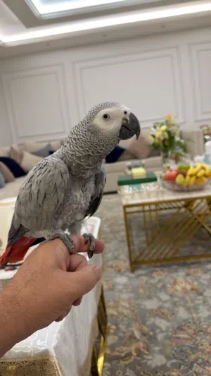 كاسكو أليف
