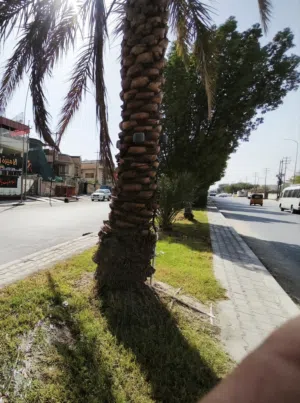 للايجار طابقين 320 متر على شارع السايدين مباشرة. مقابل مديرية تربية البصرة. بداية المعقل/الاندلس