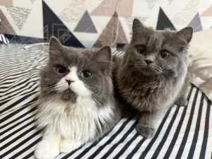 2 Beautiful Cats for Adoption