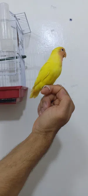 روز رد فيس مروض