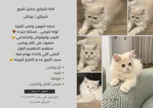 Beautiful Persian Cat for Sale