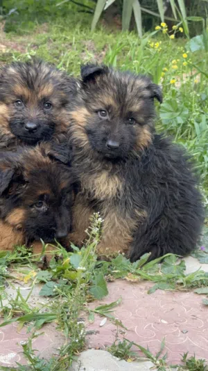 جراو جيرمن مستوى عالي جدا ماخذين مطعوم الاول