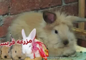 ارانب زينه جامعه حلوان كلمني واتس