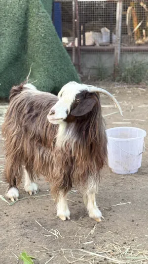 شاه عشار للبيع