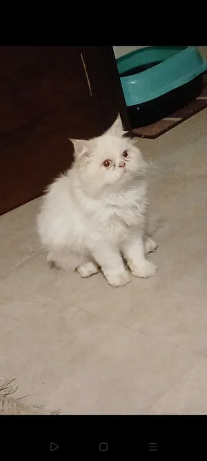 ‏هملايا‏1