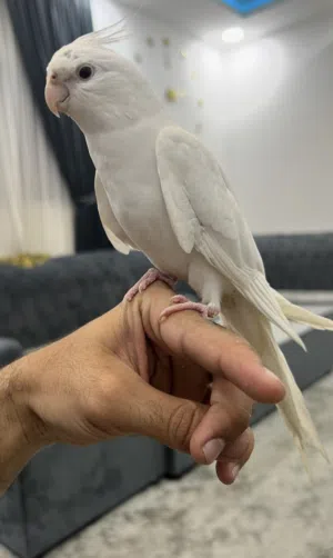 Cockatiel Tammed Male Albino