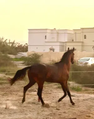 مهر مهجن للبيع او البدل بخصي جاهز
