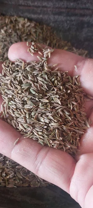 CuminPremium Iranian Green Cumin for Sale  Looking for high-quality Green Cumin with rich aroma,