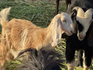 Sheep2