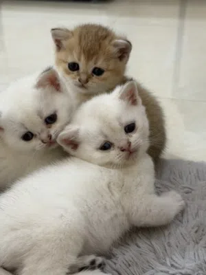 قطط صغيرة سكوتش ابيض وذهبي