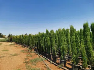 مشاتل الاندلس لانتاج وبيع جمع انواع الاشجار