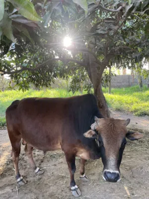 ثور عماني للبيع