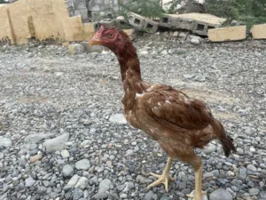 دجاجة سندية