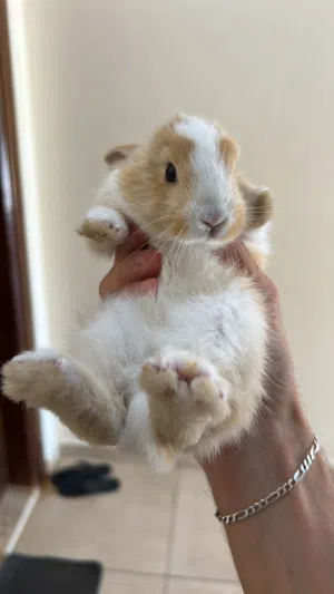 Netherland Dwarf mix rabbit