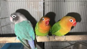 للبيع طيور فيشر
