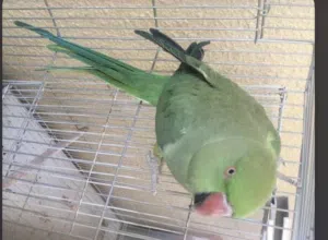 بغبغاء الدره أليفه