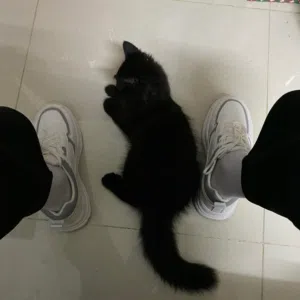 نواف 