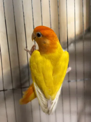 للبيع ذكر اورنج اوبلاين