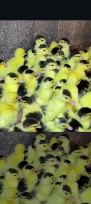 بط صغير *1.* صوص بط بلدي عمر أسبوع،