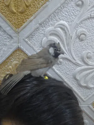 بلبل مخلف اليف رجلين ملح