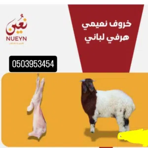 ذبايع للبيع خرفان نعمي نجدي تيوس محلي غنم تربيه