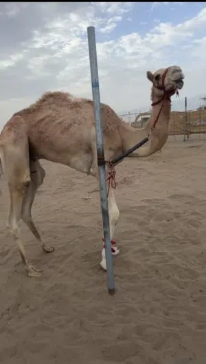 جعود للبيع