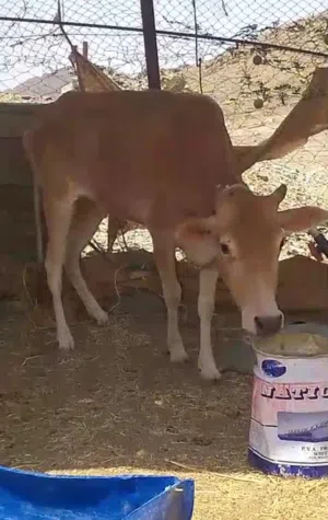 عجلة مآل الدار فل سمنه ما ولدة من قبل حلوة ح ذباح أو تربية ماشاء الله