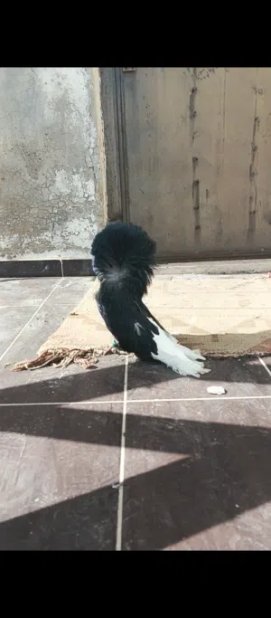 فحل جيكمون سعر حرق بدك تفاصل لا ترن 23 دينار