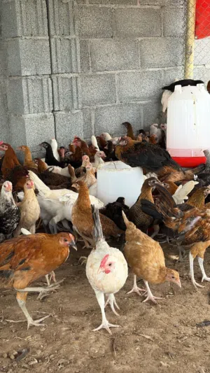 دجاج محلي عماني ودجاج ابيض