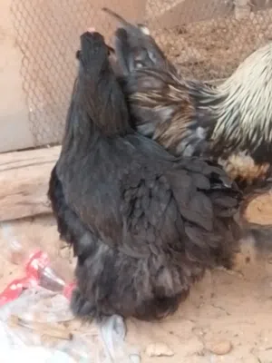 دجاج كيني  3كوبيات محضنات و 2دجاجات وفروج براهما اسبرايس