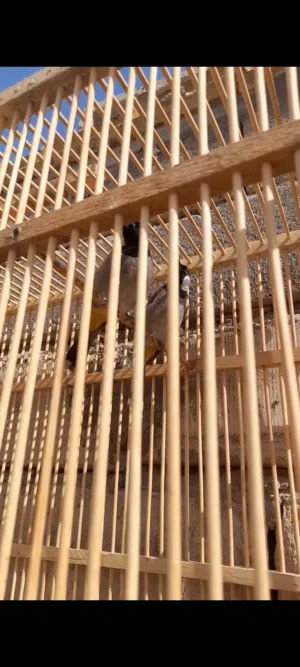 بلابل للبيع نثية وفحل اليفات للبيع شرط التبزير وبيضات عندي