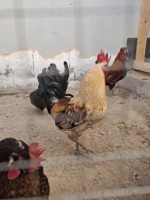 2 Roosters For Sale