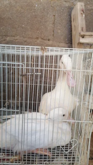 زوج بط محلي منتج