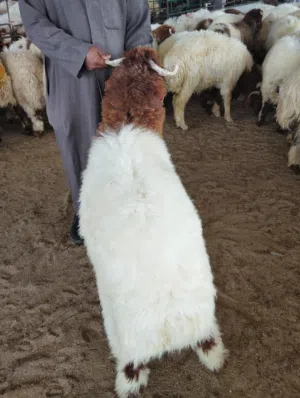 سعودي محلي