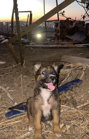 German Shepherd0