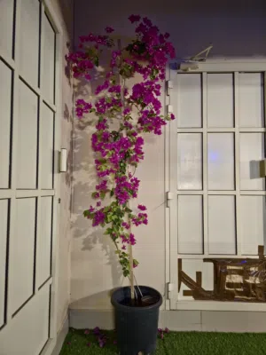 للبيع جهنمية مميزة مزهرة بشكل رائع