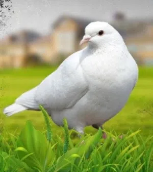 محمد حمودة