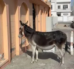 حمار قوة ويتحمل