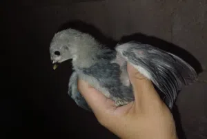 ما شاء الله تبارك الله العمر 3 اسابيع ماخدات كل المطاعيم