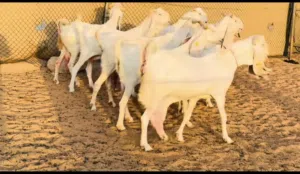 وسيط بيع وشراء