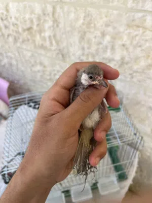 فرخ بلبل عراقي اليف جدا